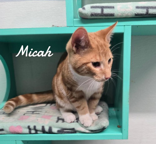 Micah2026, an adoptable Domestic Short Hair in Naugatuck, CT