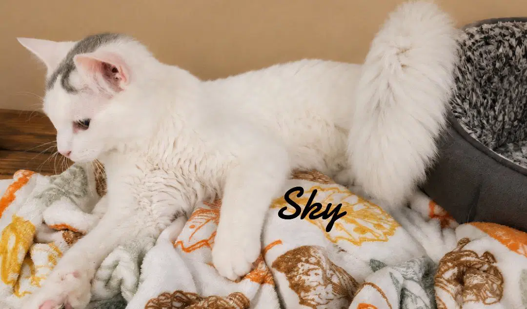 Sky - Domestic Medium Hair