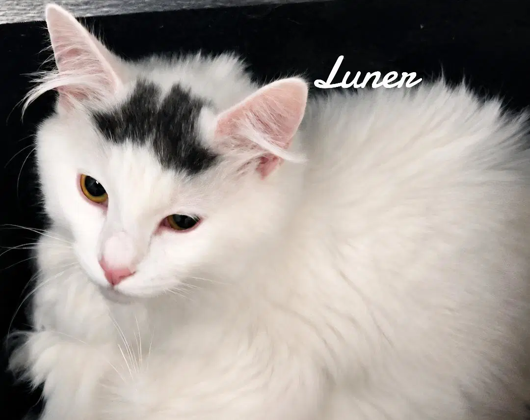 Luner - Domestic Medium Hair