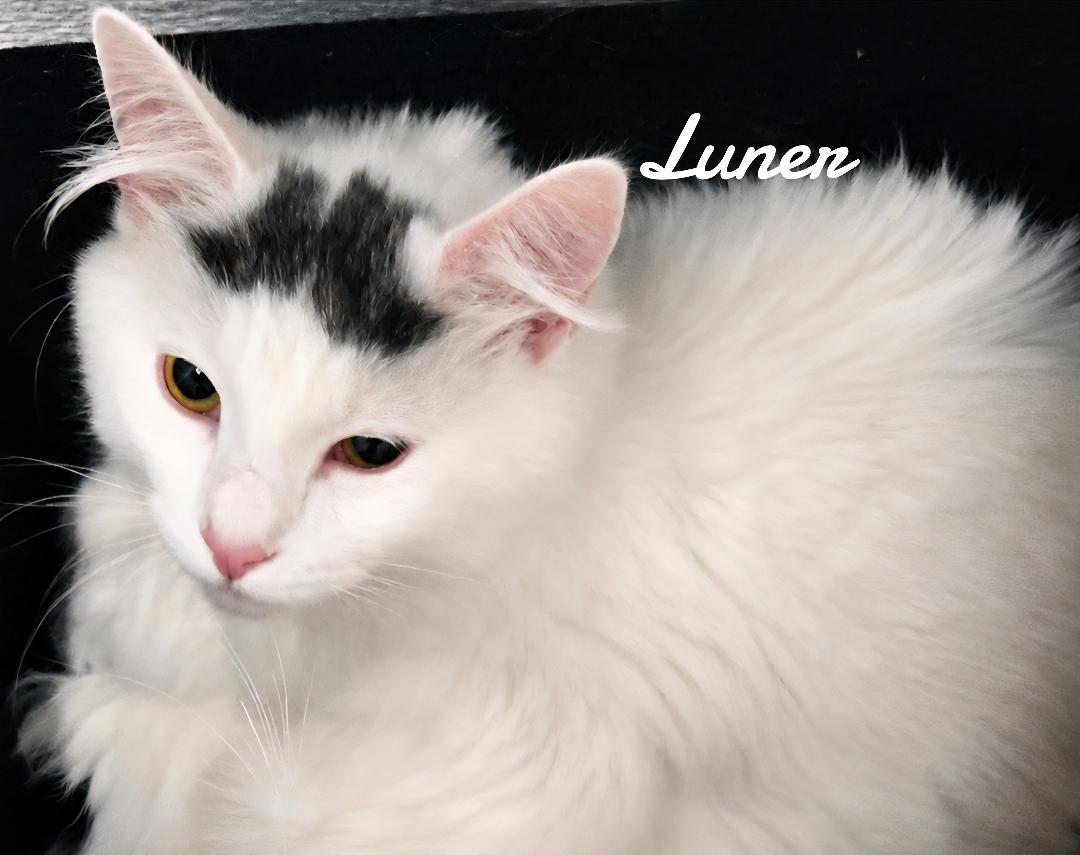 Luner