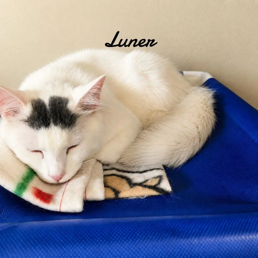 Luner image 2