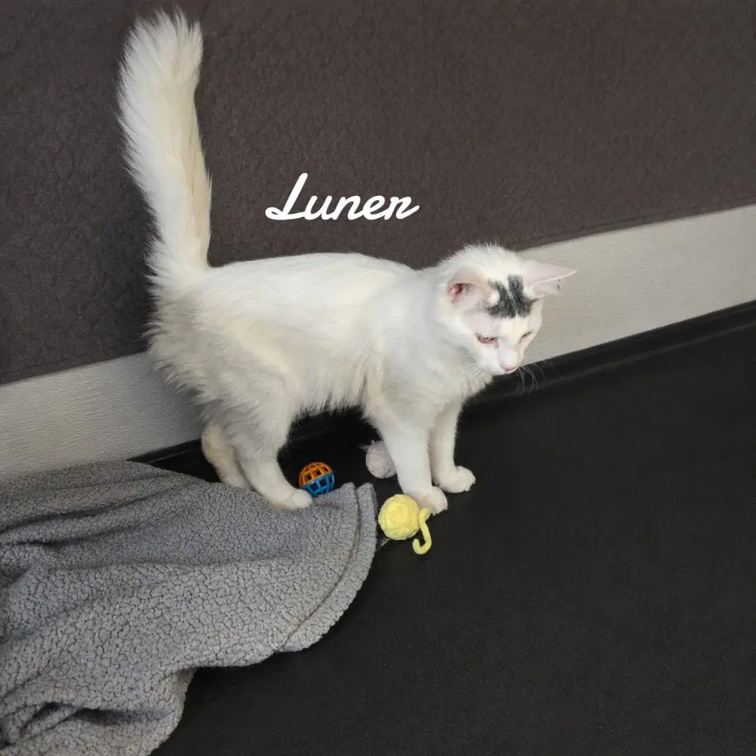 Luner image 3