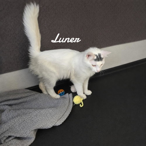 Luner photo 3