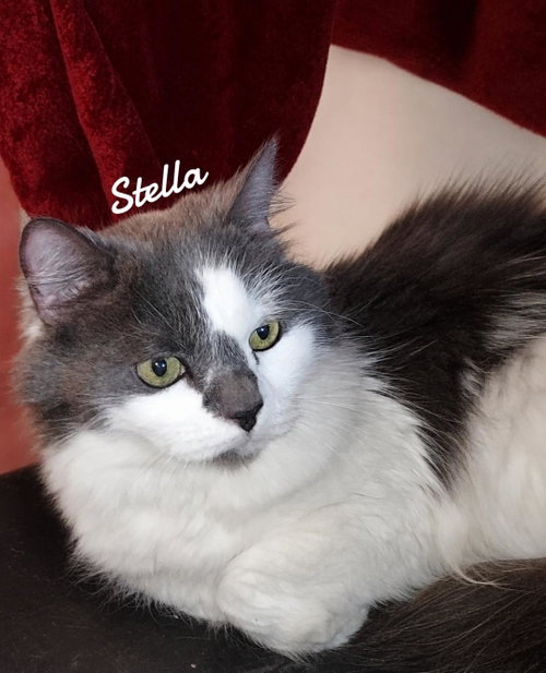 Stella, Adult Domestic Medium Hair (long coat), cat for adoption in Waterbury, Connecticut