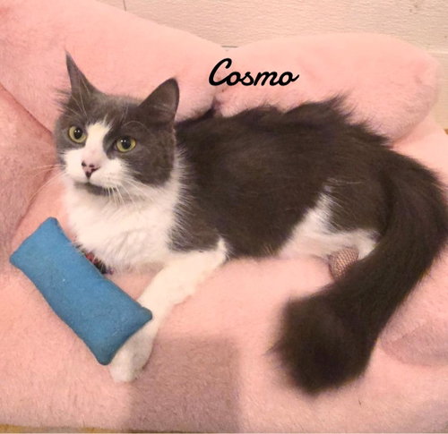 Cosmo