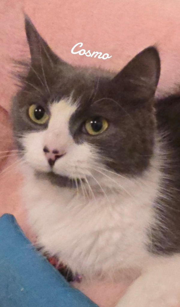Cosmo