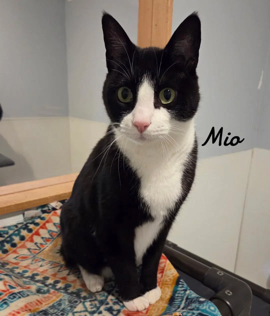 Mio - Domestic Short Hair