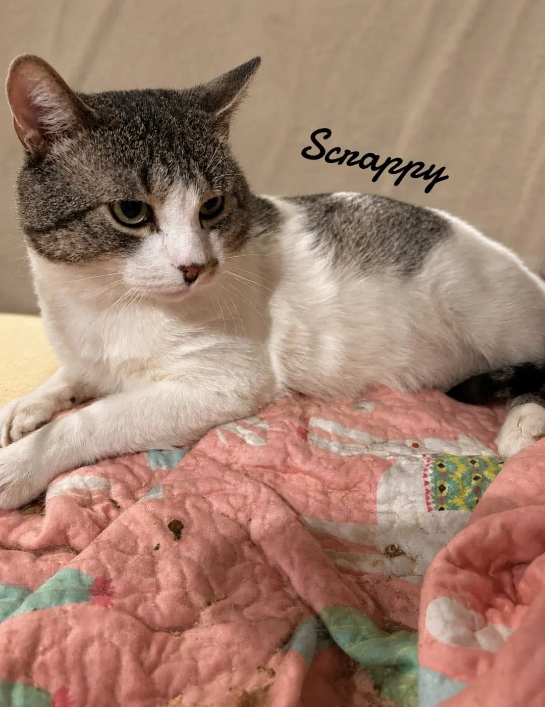 Scrappy - Domestic Short Hair