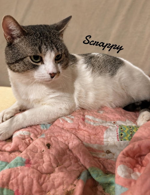 Scrappy