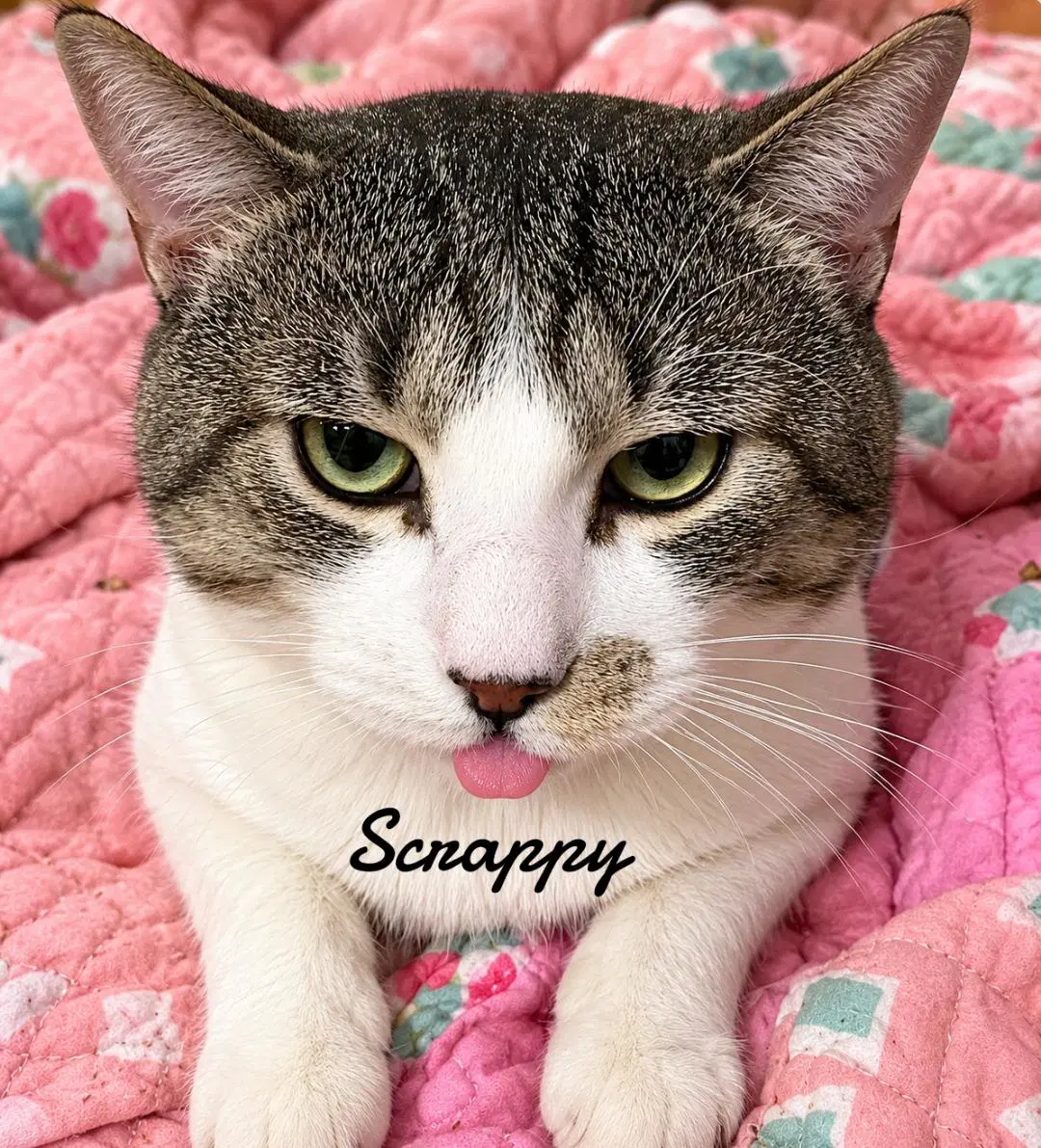 Scrappy image 2