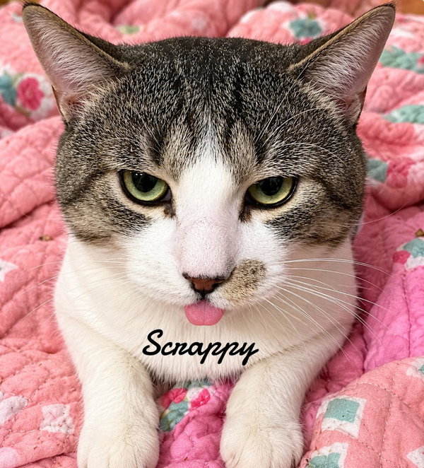 Scrappy