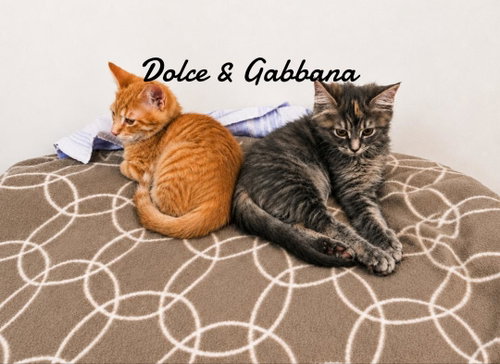 Dolce & Gabanna bonded pair, an adoptable Domestic Short Hair in Naugatuck, CT