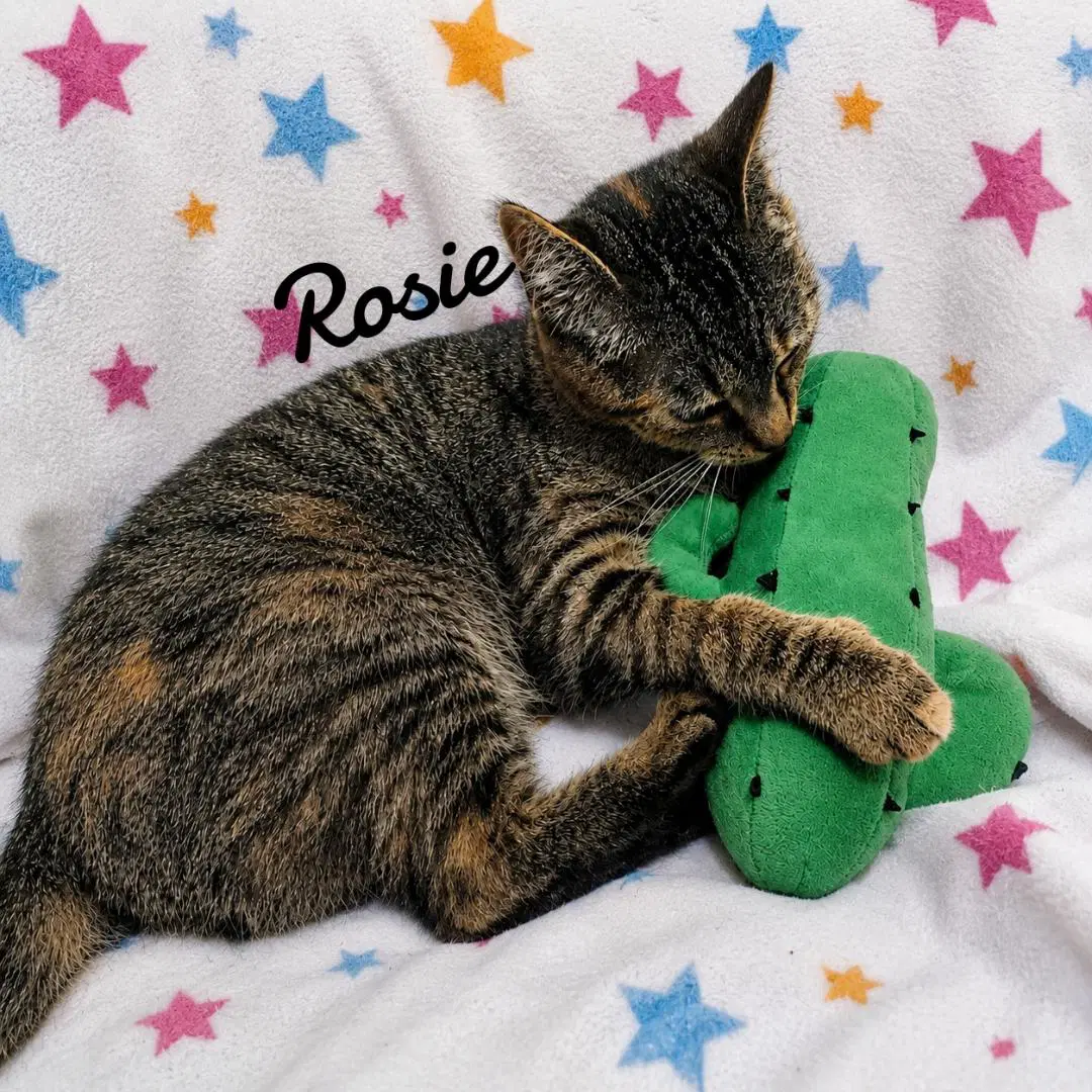 Rosie - Domestic Short Hair