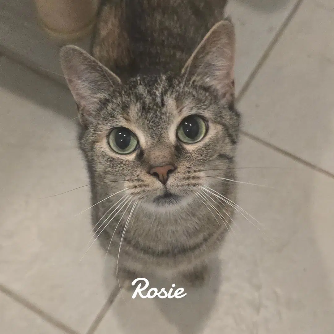 Rosie image 2