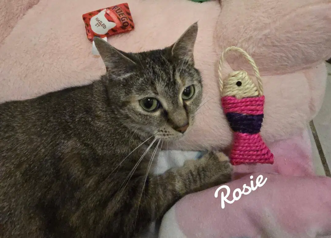 Rosie image 3