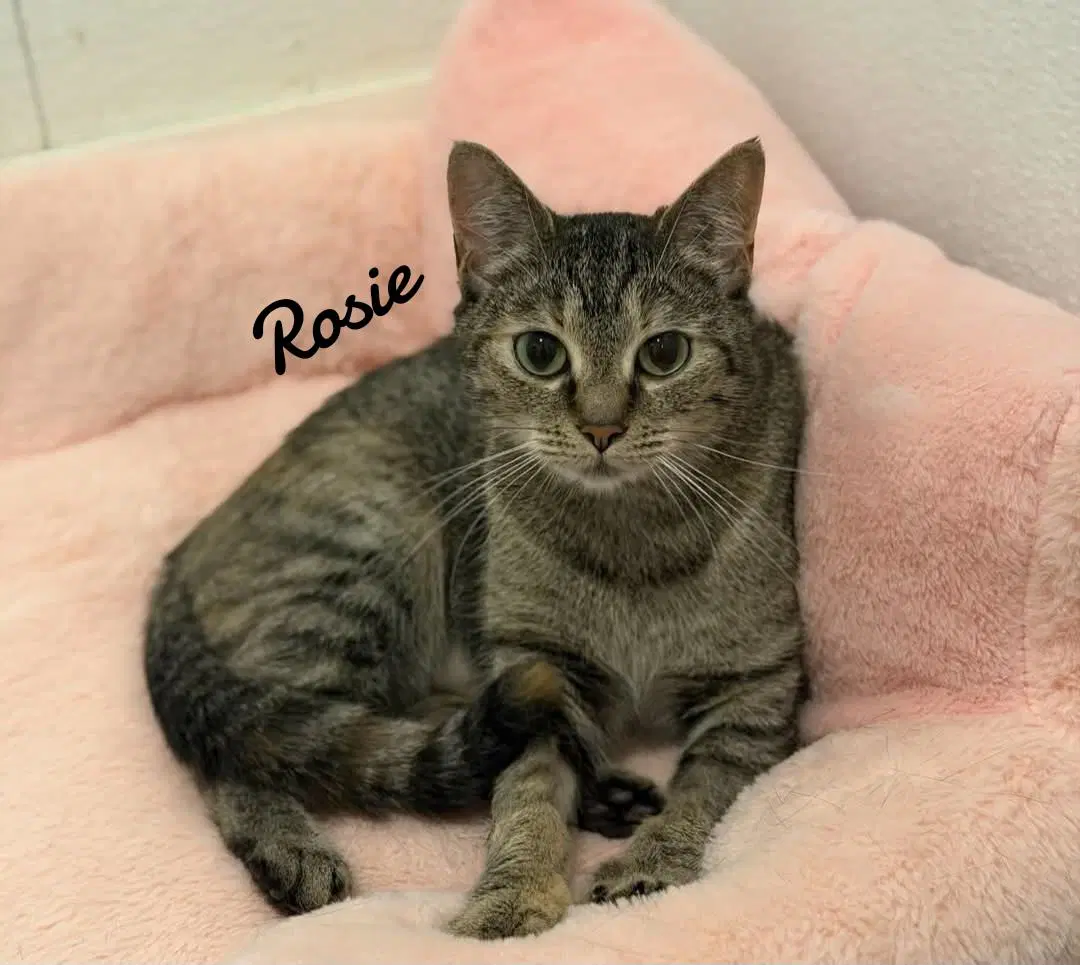 Rosie image 4