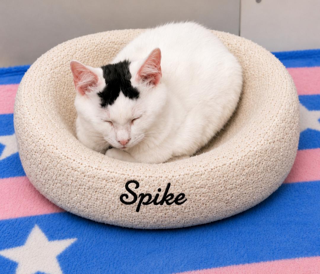 Spike