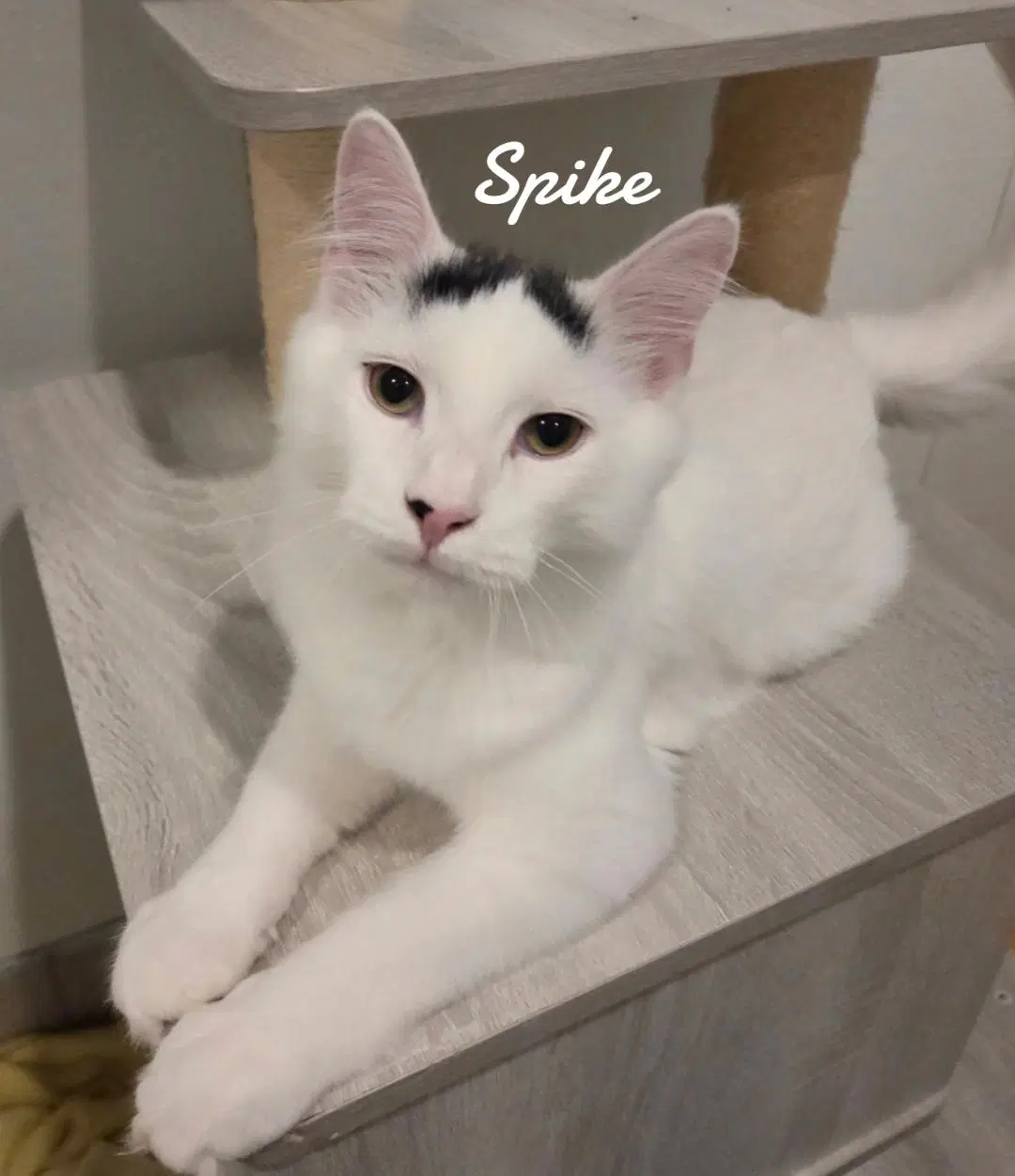 Spike - Domestic Long Hair