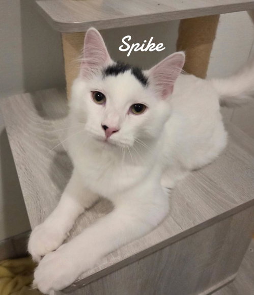 Spike, a cat for adoption from Animals for Life, Inc.
