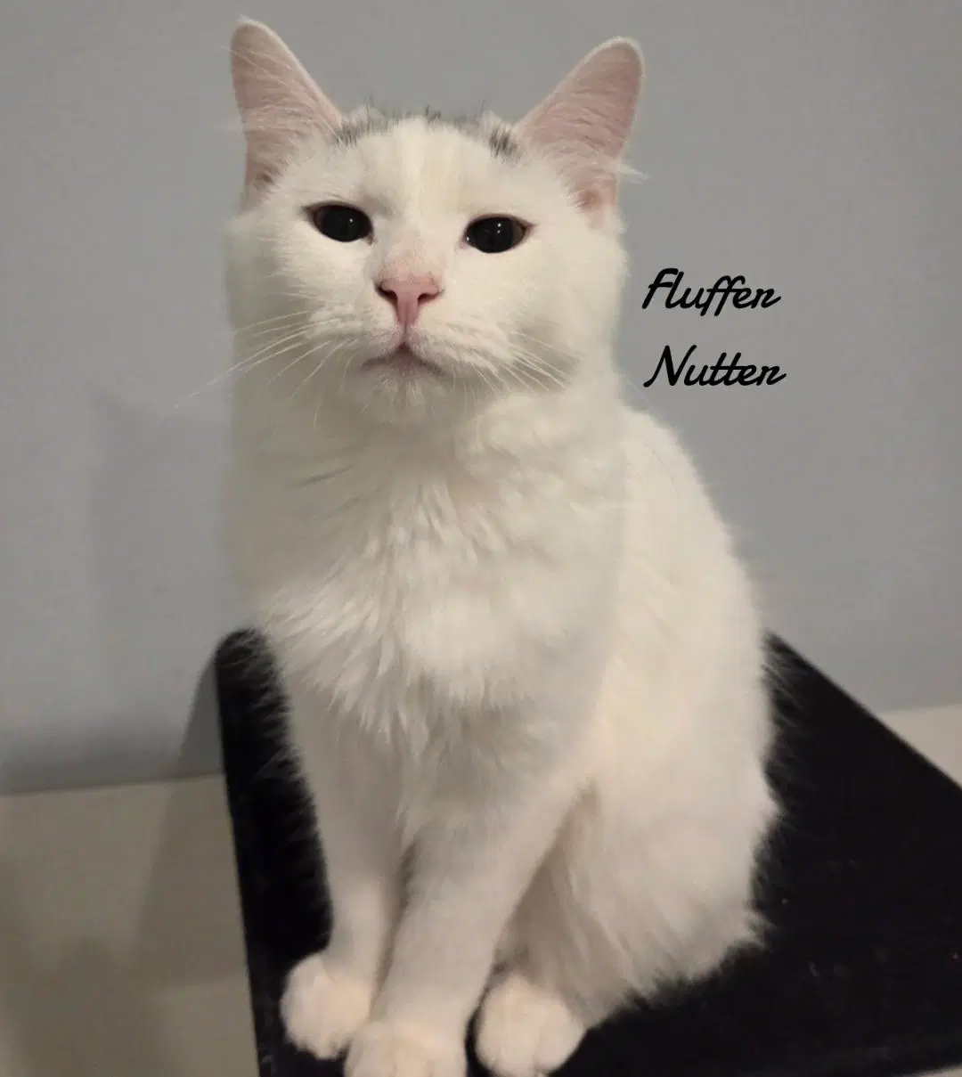 Fluffer Nutter - Domestic Long Hair