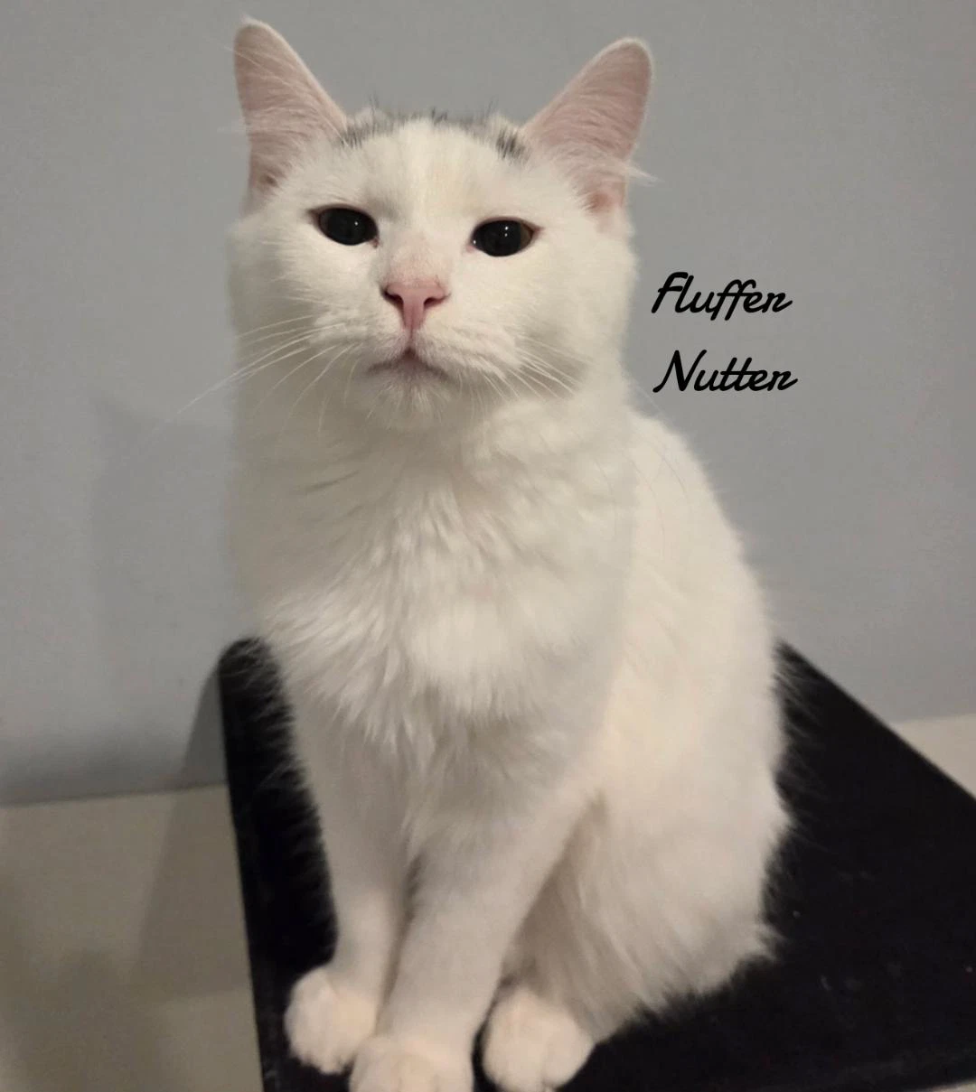 Fluffer Nutter