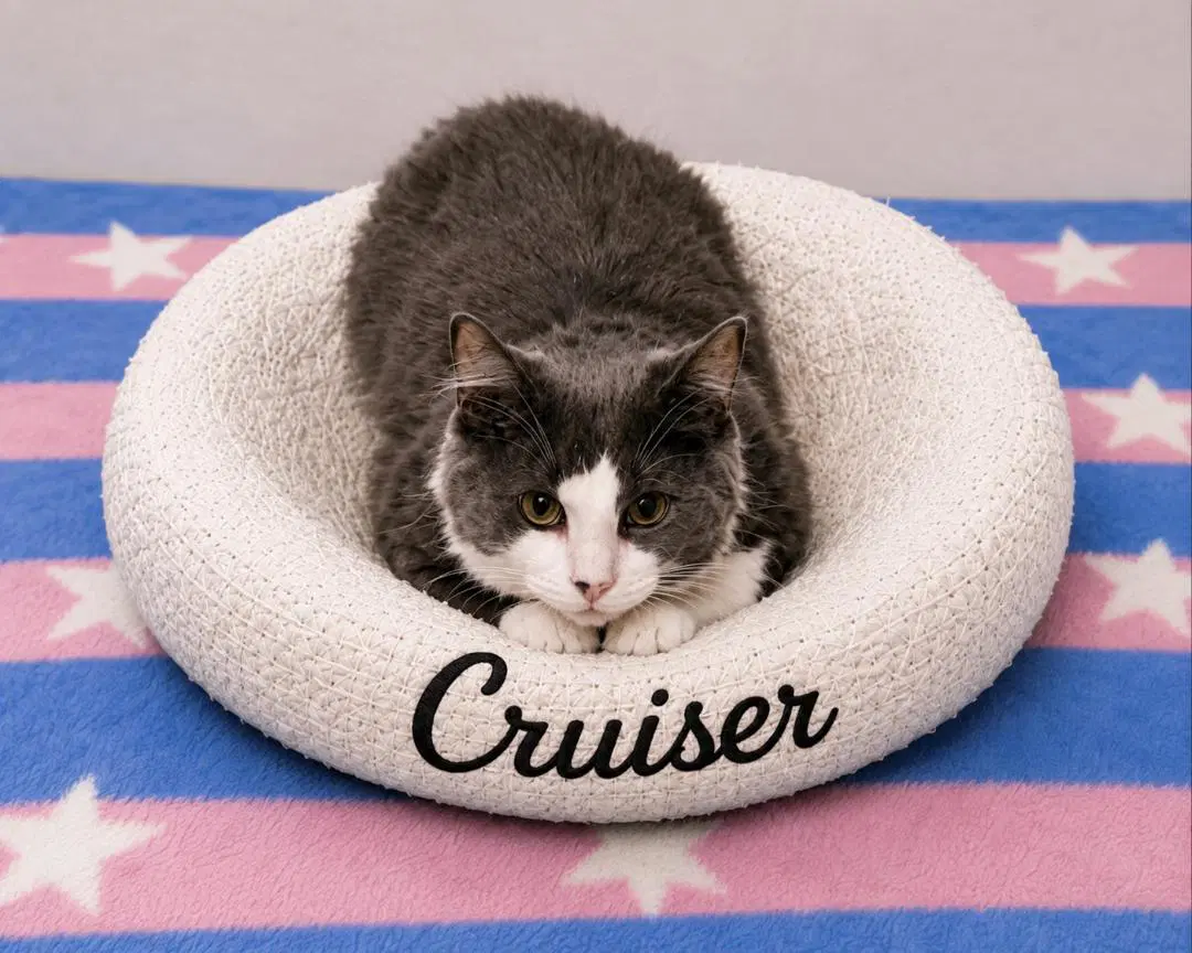 Cruiser - Domestic Long Hair