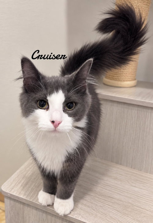 Cruiser, a cat for adoption from Animals for Life, Inc.