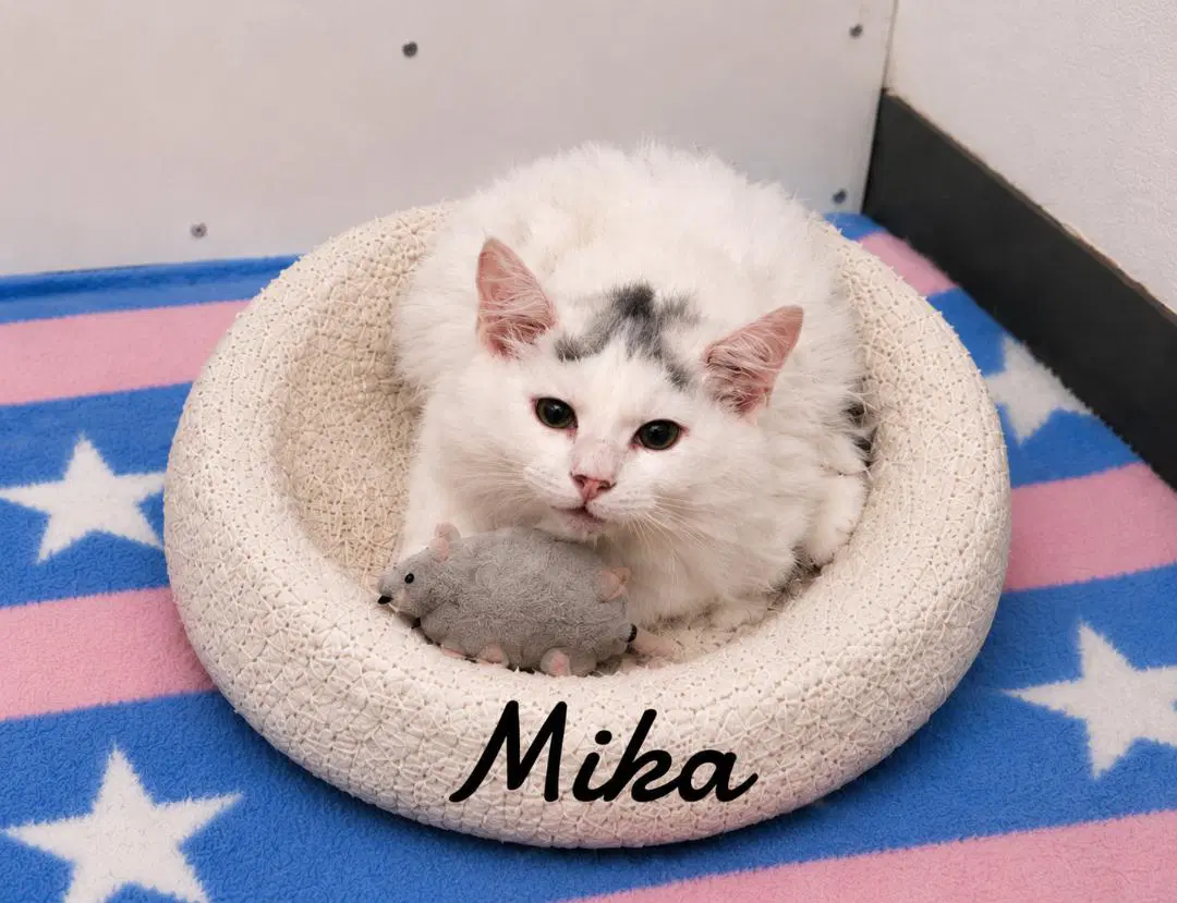 Mika - Domestic Long Hair