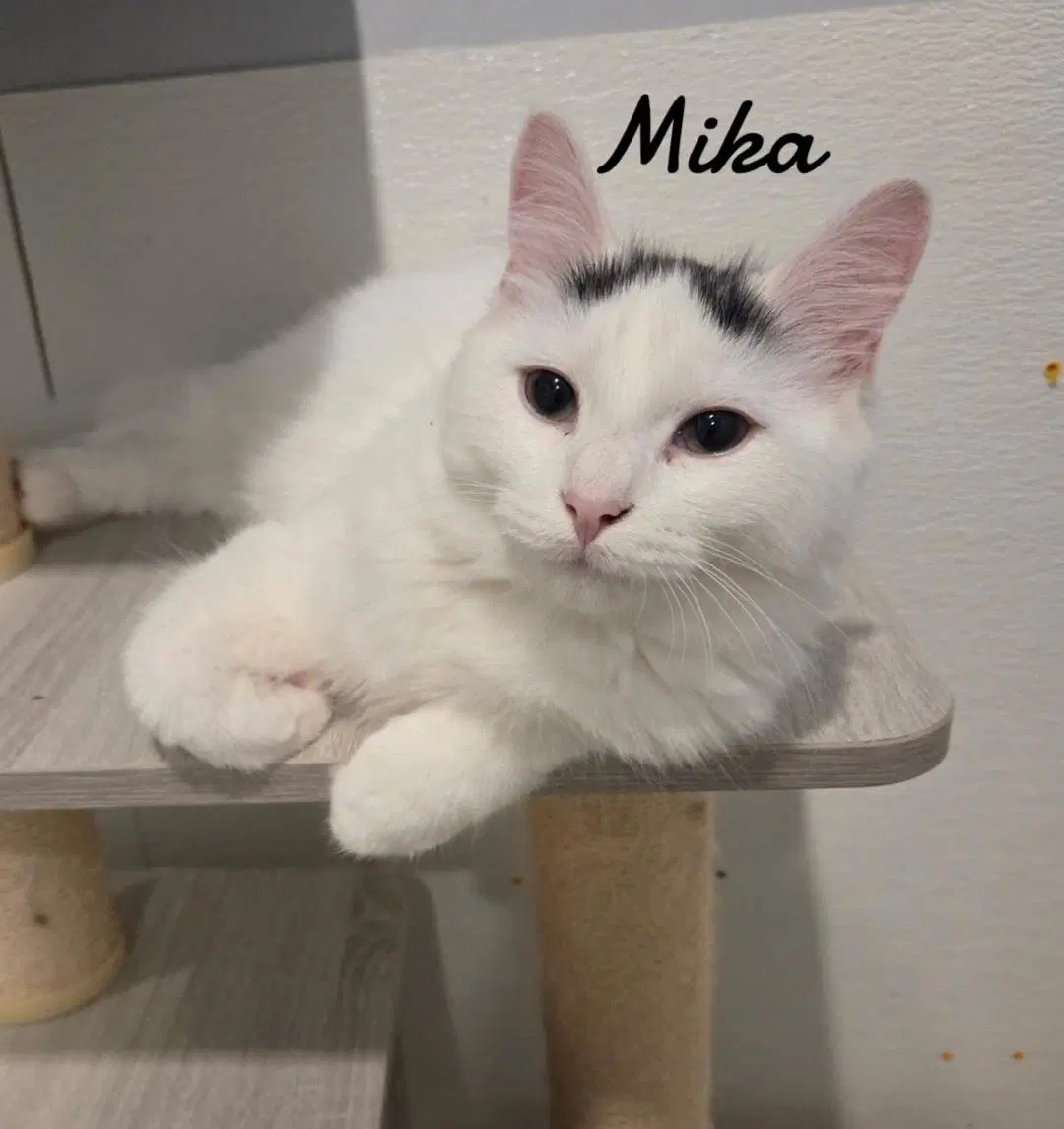 Mika - Domestic Long Hair
