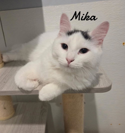 Mika, a cat for adoption from Animals for Life, Inc.