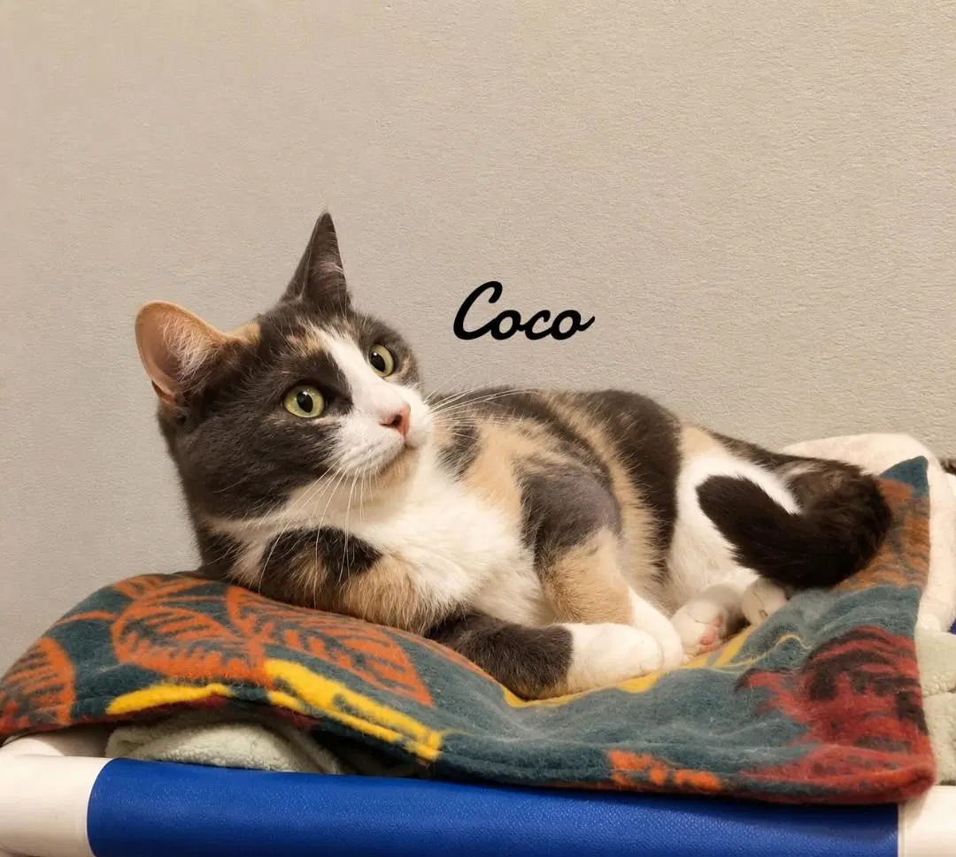 Coco image 3