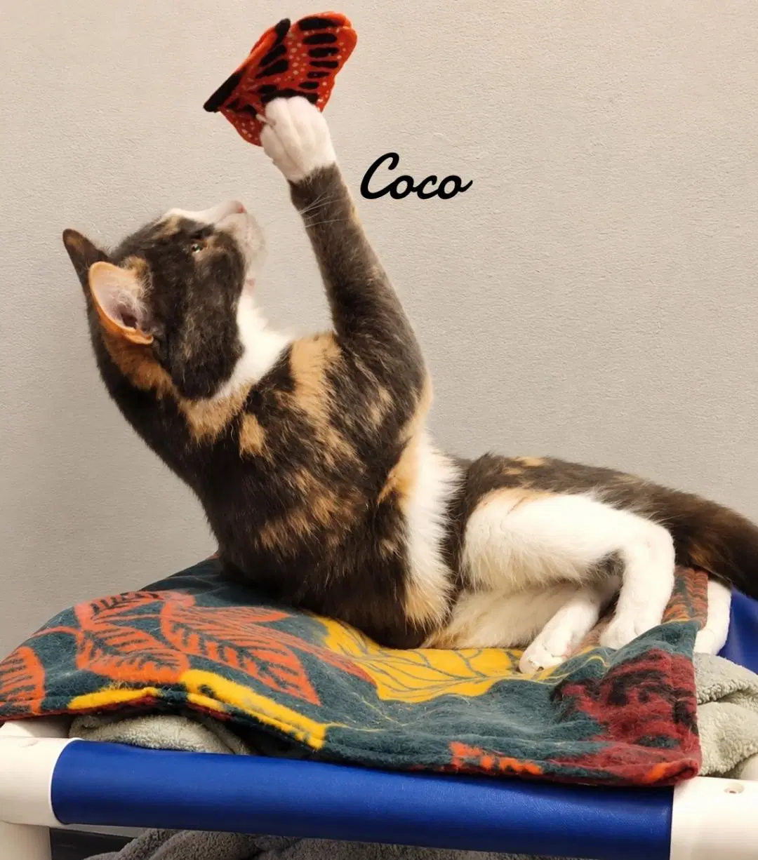 Coco image 2