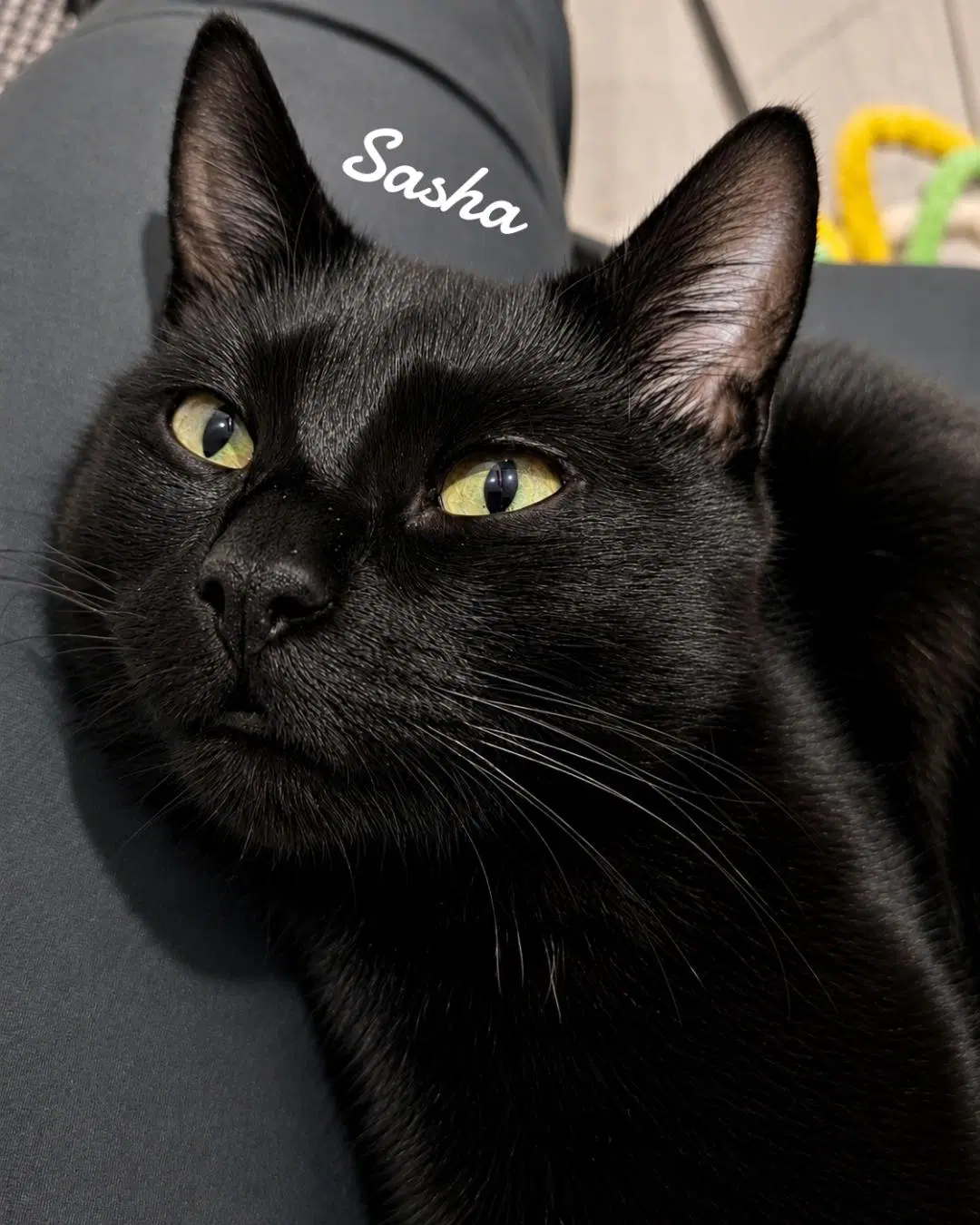 Sasha - Domestic Short Hair
