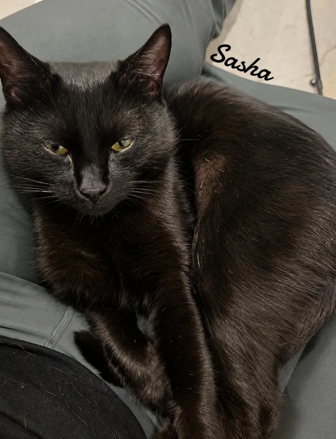 Sasha image 2