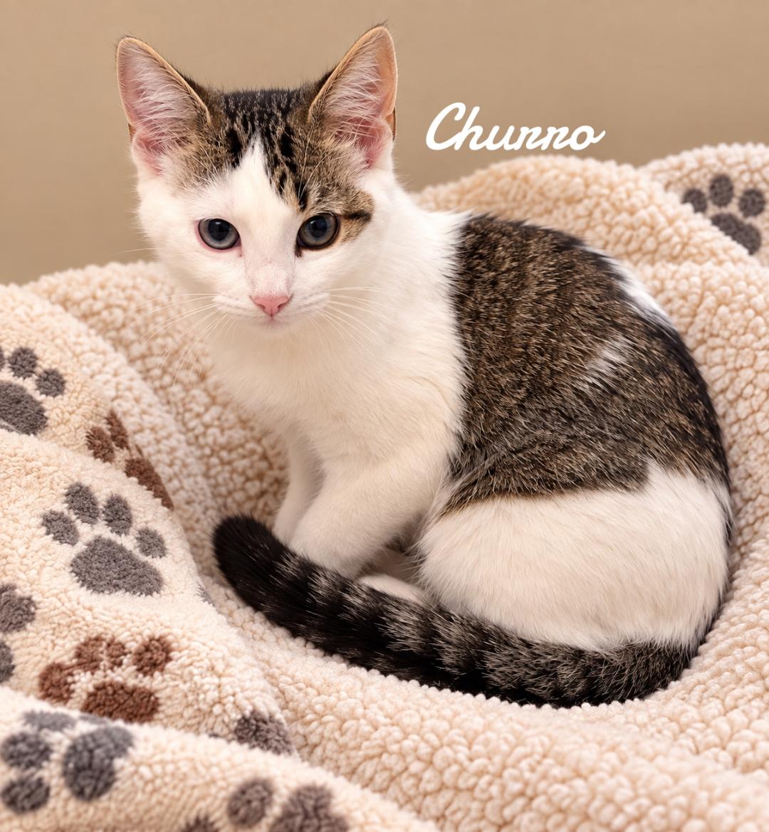 Churro, Domestic Short Hair