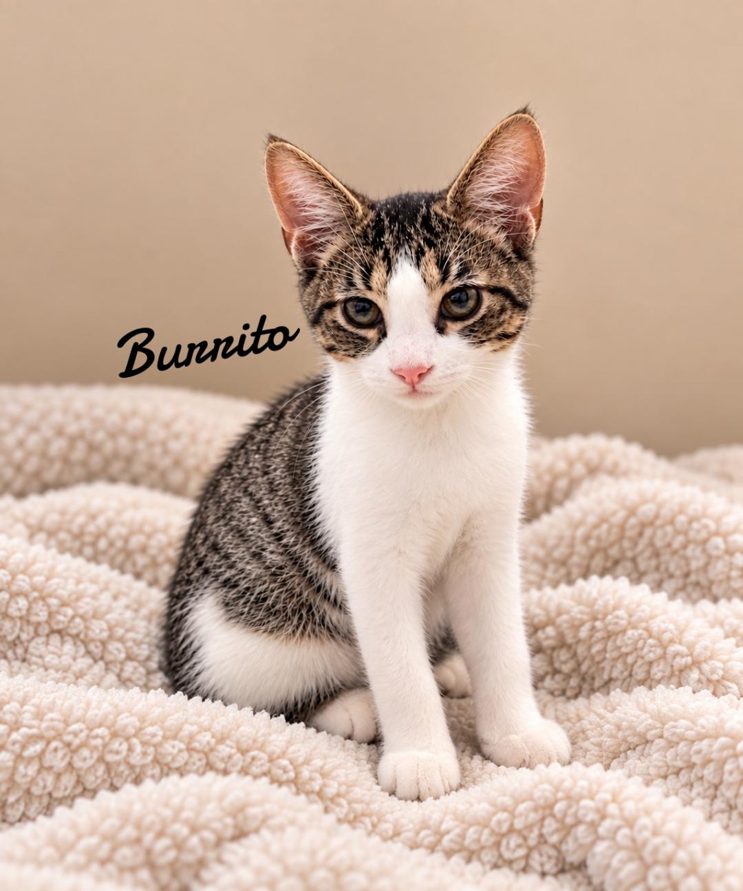 Burrito, Domestic Short Hair