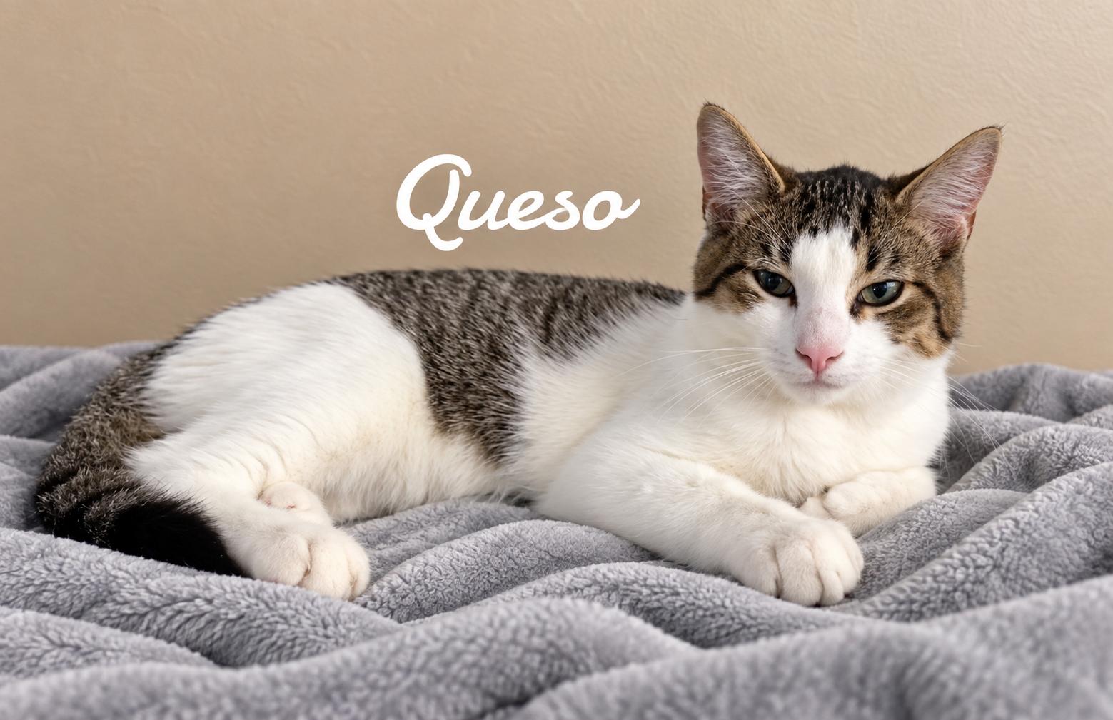 Queso, photo 2