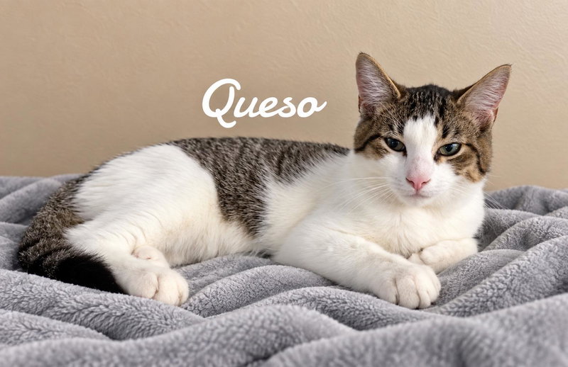 Queso, photo 2