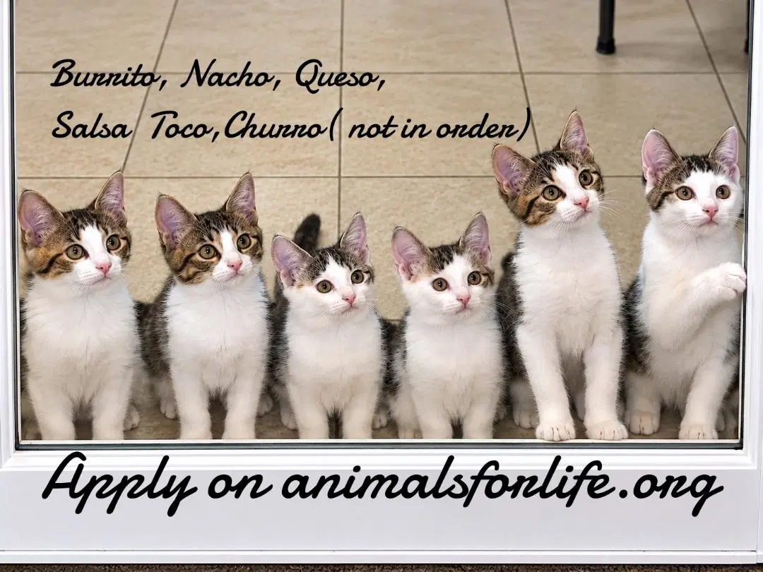 Salsa - Domestic Short Hair