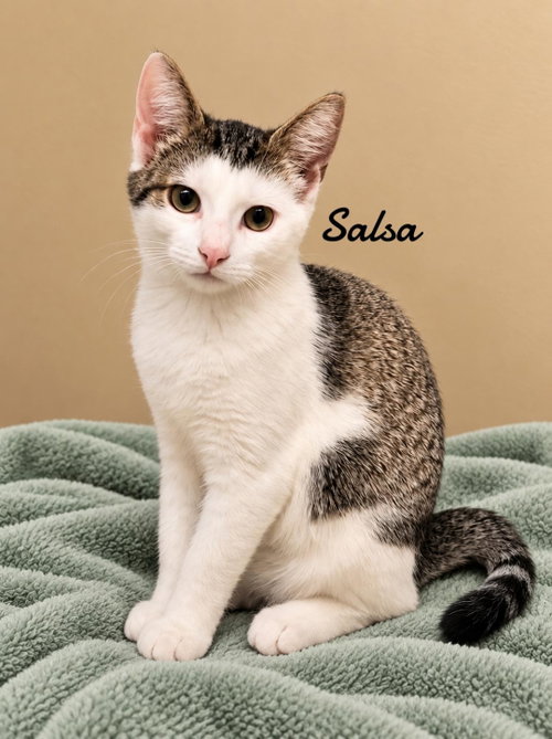 Salsa, a cat for adoption from Animals for Life, Inc.