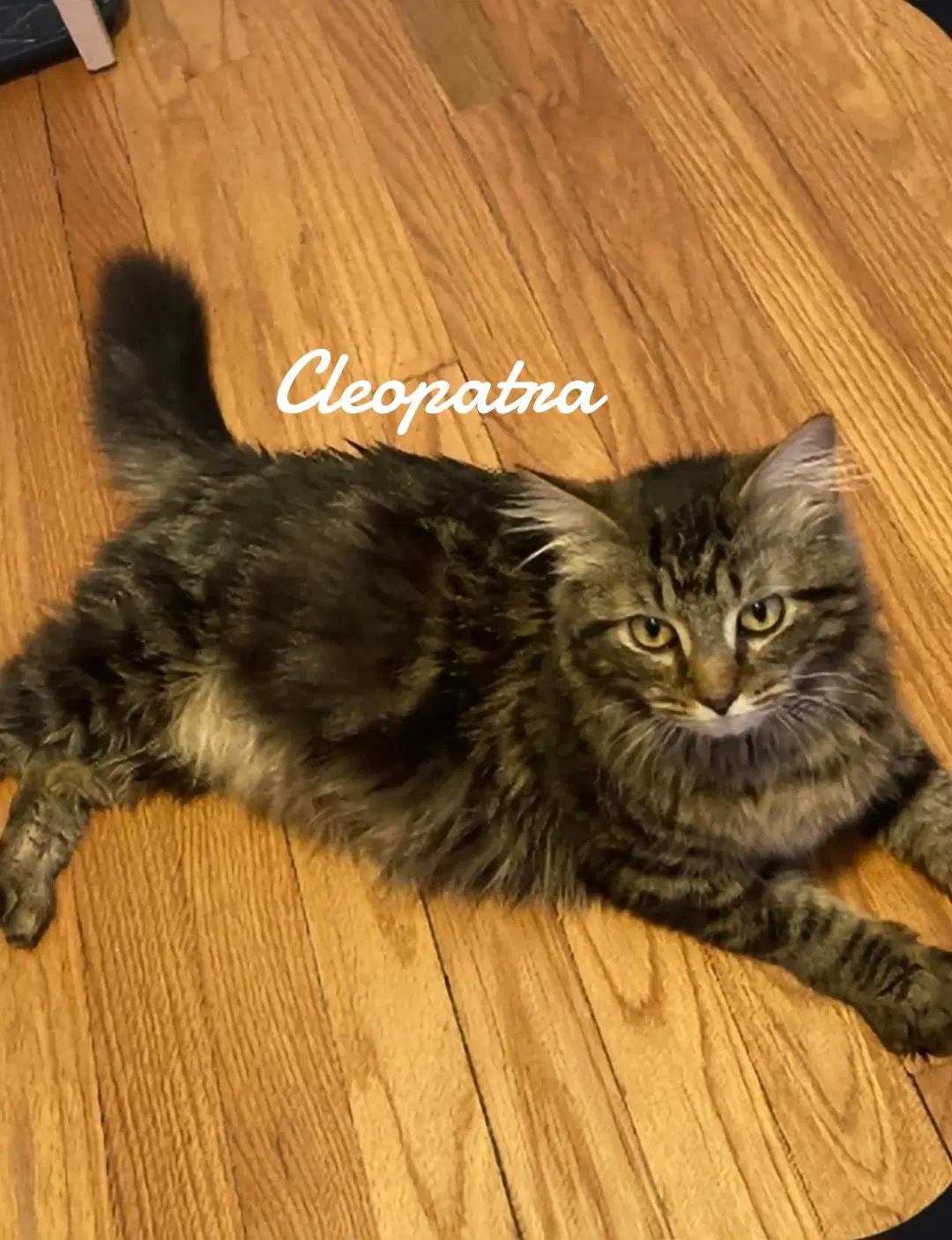Cleopatra - Domestic Short Hair