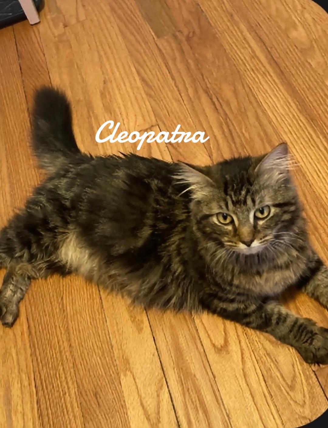 Cleopatra