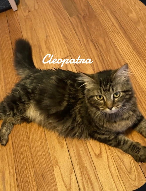 Cleopatra, a cat for adoption from Animals for Life, Inc.