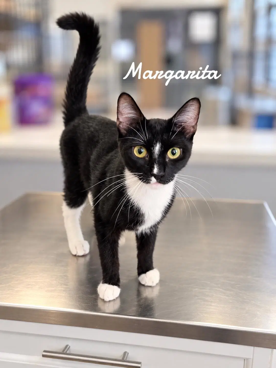 Margarita - Domestic Short Hair