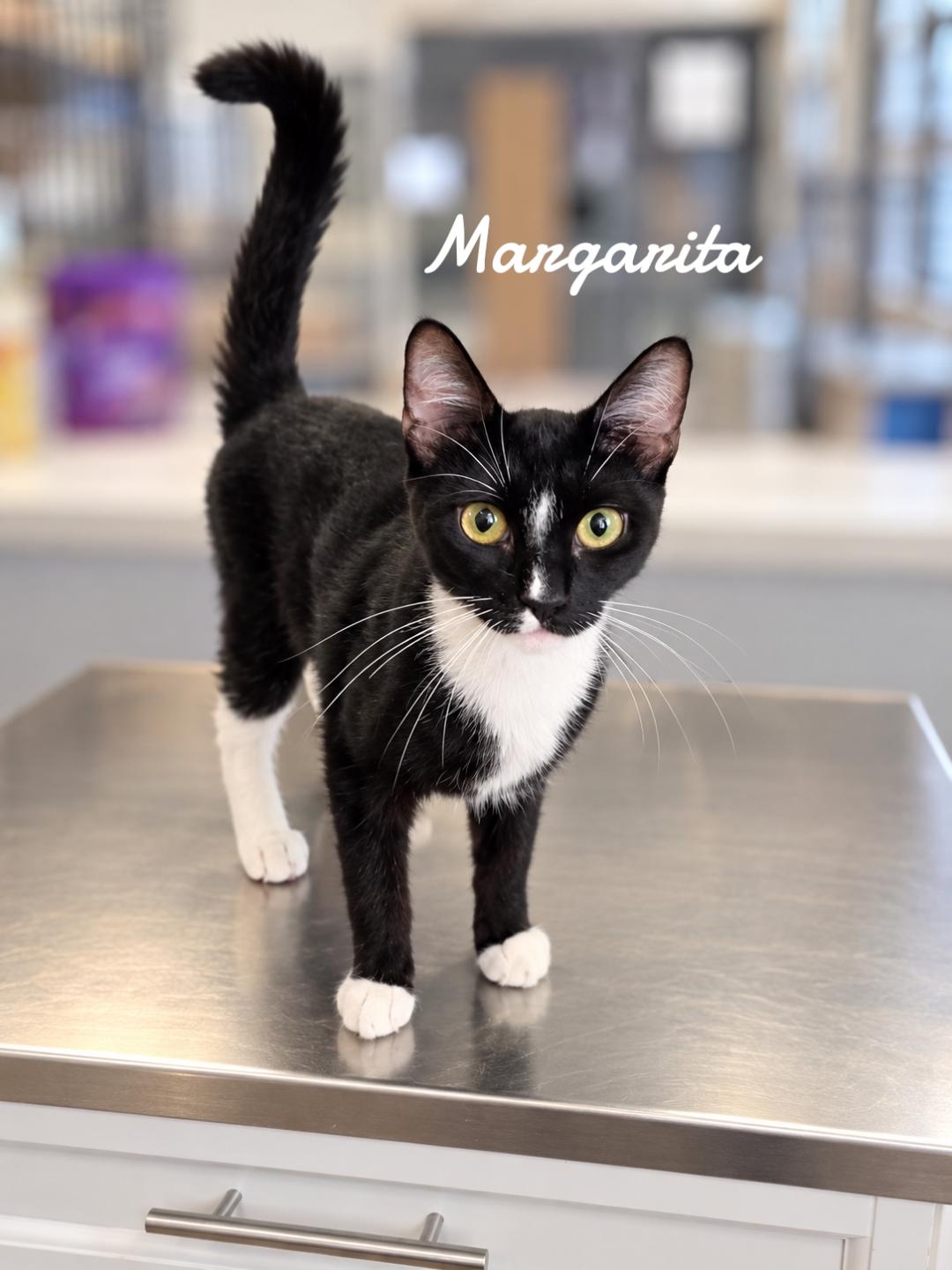 Margarita