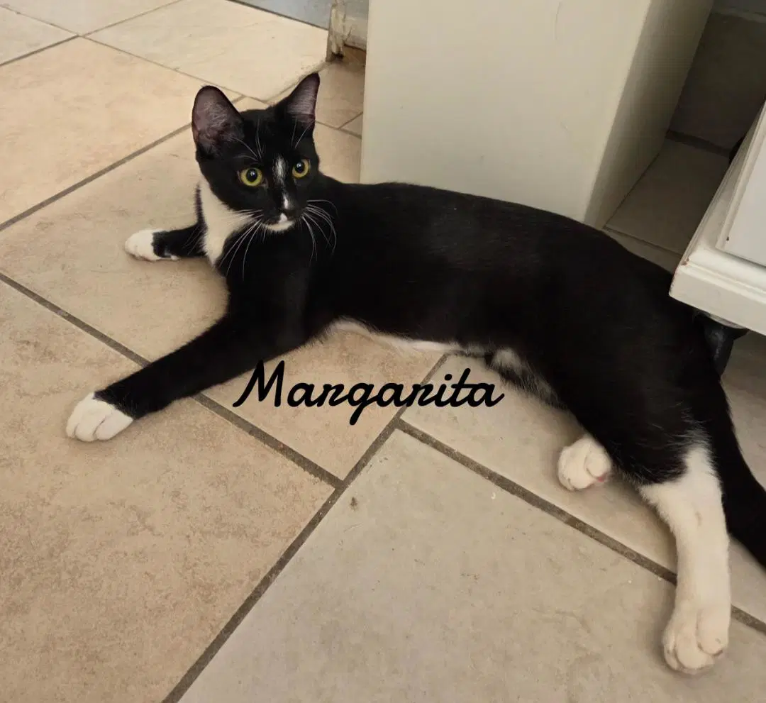 Margarita image 2