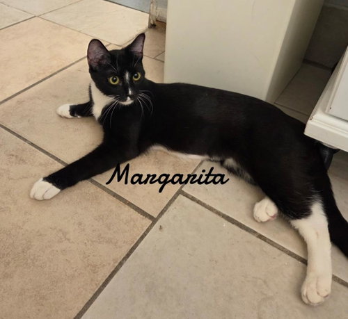Photo 2 of Margarita