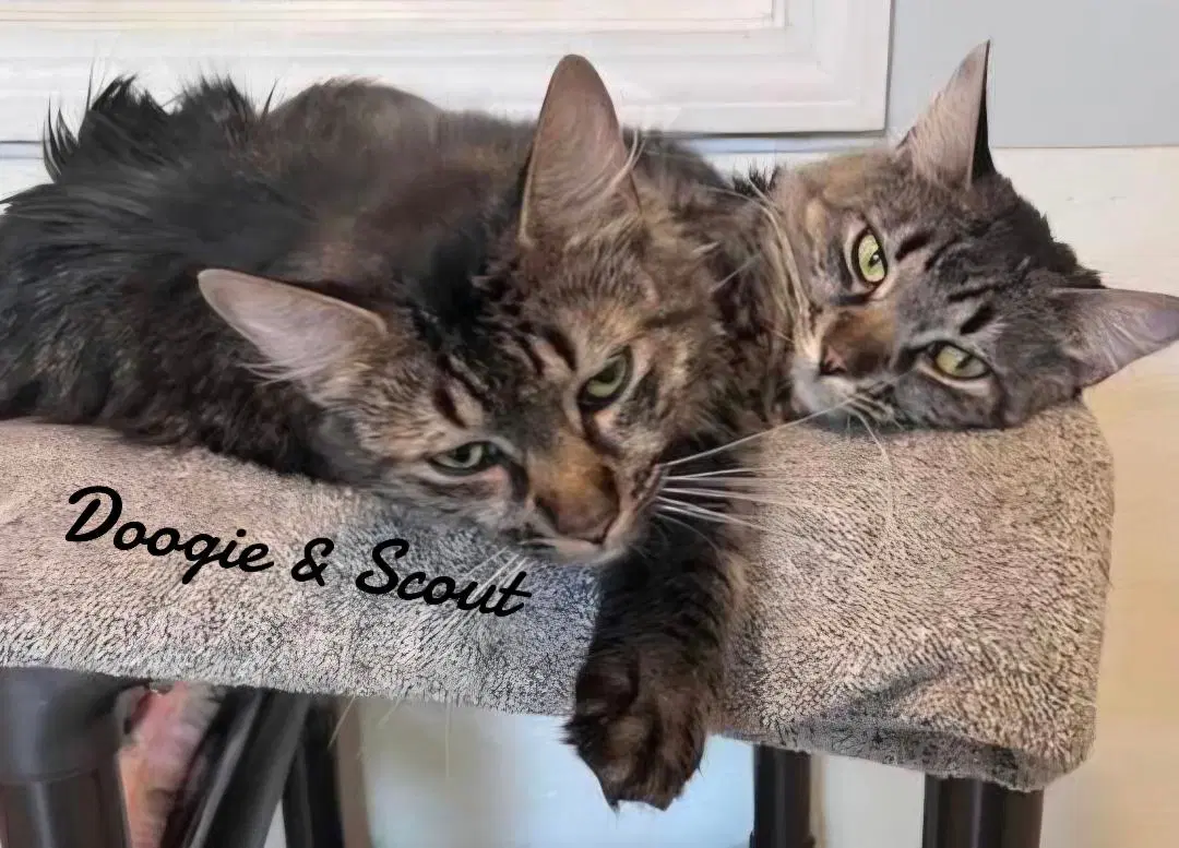 Doogie  Scout - Domestic Long Hair