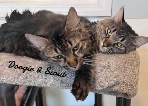 Doogie & Scout, a cat for adoption from Animals for Life, Inc.