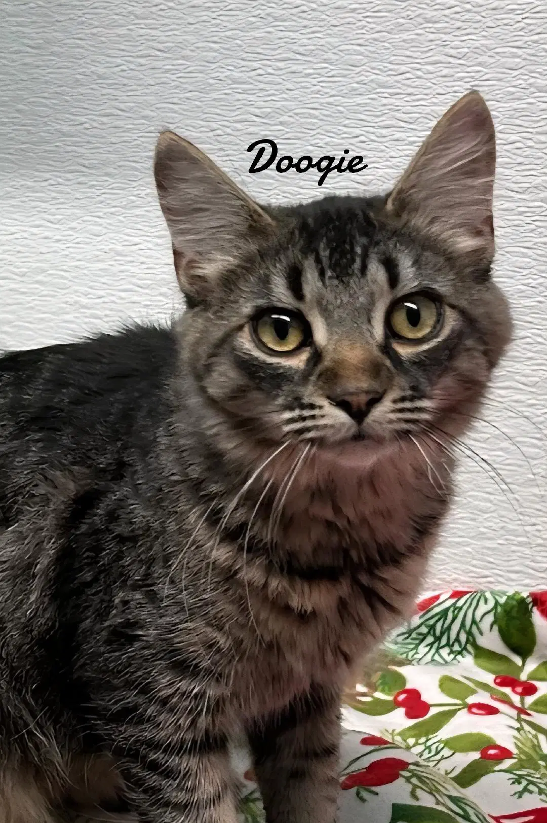 Doogie  Scout image 2